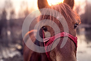 Horse on pasture lookoing directly to the camera