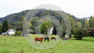 Horse pasture on meadow