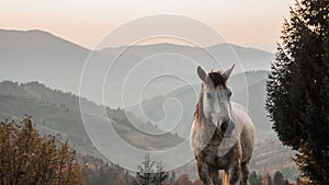 Horse pasture morning fog dew