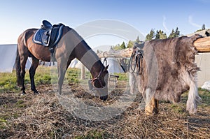 Horse on pasture near wooden fence