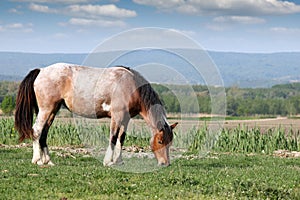 Horse on pasture