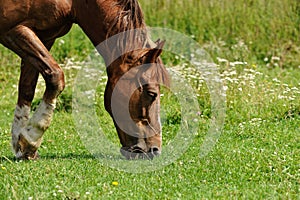 Horse on pasture. Portrait of a horse, brown horse