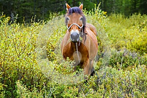 Horse, pasture, red