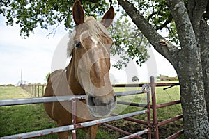 Horse in pasture in rural Texas