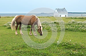 Horse, pasture at seaside