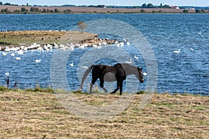 A horse in the pasture on the shore of a lake with swans in the water