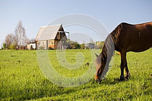 Horse pasture at summer