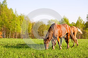 Horse pasture at summer