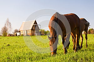 Horse pasture at summer