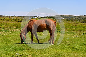 Horse on pasture