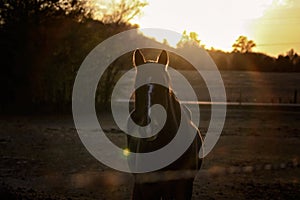 Horse in pasture at Sunset