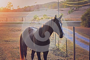 Horse in pasture at Sunset