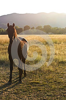 A Horse on a Pasture at Sunset