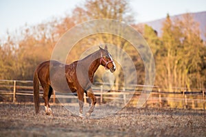 Horse on pasture in warm evening light