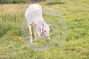 Horse on pasture