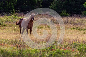 Horse in the Morning Light