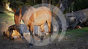 Horse Pasturing