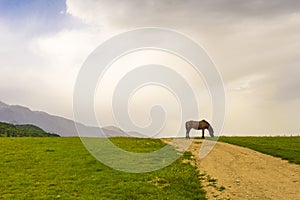 Horse pasturing photo