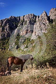 Horse pasturing on mountain background. Crimea, Dimerji