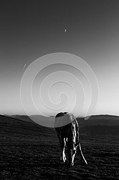 An horse pasturing on top of a mountain at sunset, with crescent moon in the sky