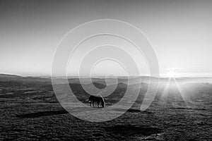 An horse pasturing on top of a mountain at sunset, with long shadow