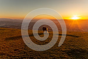 An horse pasturing on top of a mountain at sunset, with long shadow