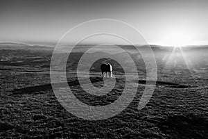 An horse pasturing on top of a mountain at sunset, with long shadow