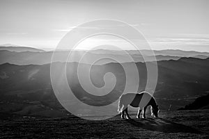 Horse pasturing on top of a mountain at sunset, with long shadows