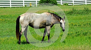 Horse Pauses While Grazing to Look