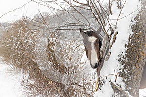 A horse peeking around a tree in the snow.