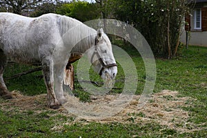 Horse of Percheron race in Belleme village