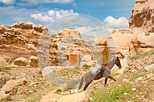 Horse in Petra - Jordan