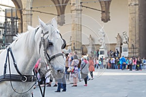 Horse in Piazza della Signoria