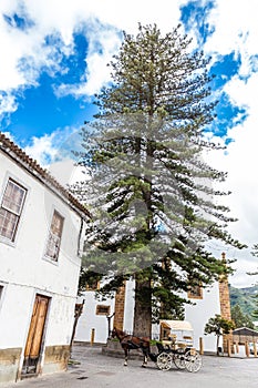 Horse And Pine Tree - Teror,Gran Canaria,Spain