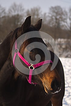 A horse with a pink bridle on a winter day