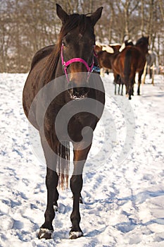 A horse with a pink bridle on a winter day