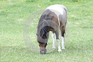 Horse, Pinto Colored