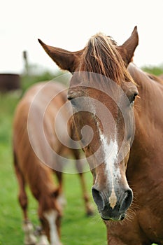 Horse on the plant. Portrait of a horse, brown horse