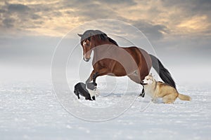 Horse play with dog