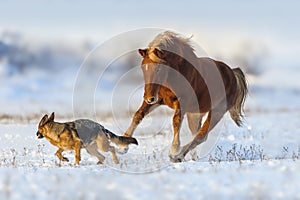 Horse play with dog in snow