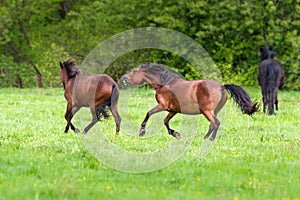 Horse play on pasture