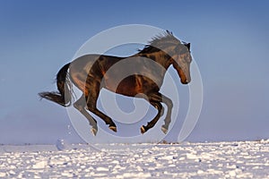 Horse play in snow