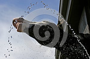 Horse Play with Water photo