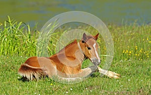 Horse, Playful kid of Horse, Foal on a lawn