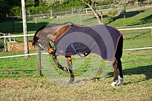 Horse playing with blanket in winter