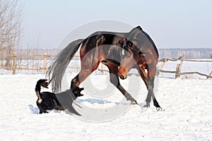 Horse playing with a dog