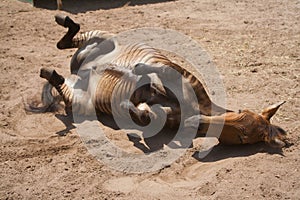 Horse playing, hybrid between zebra and a kind of domestic horse