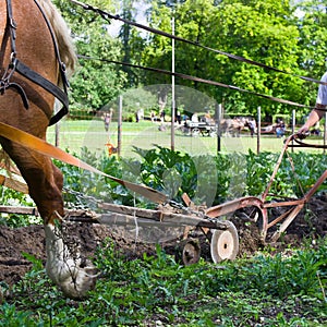 Horse ploughing