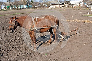 Horse with plow