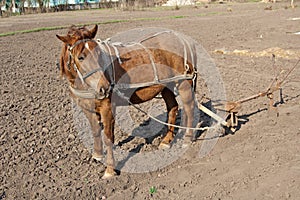 Horse with plow